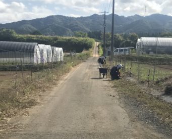 有機栽培は除草作業が大変なんです！