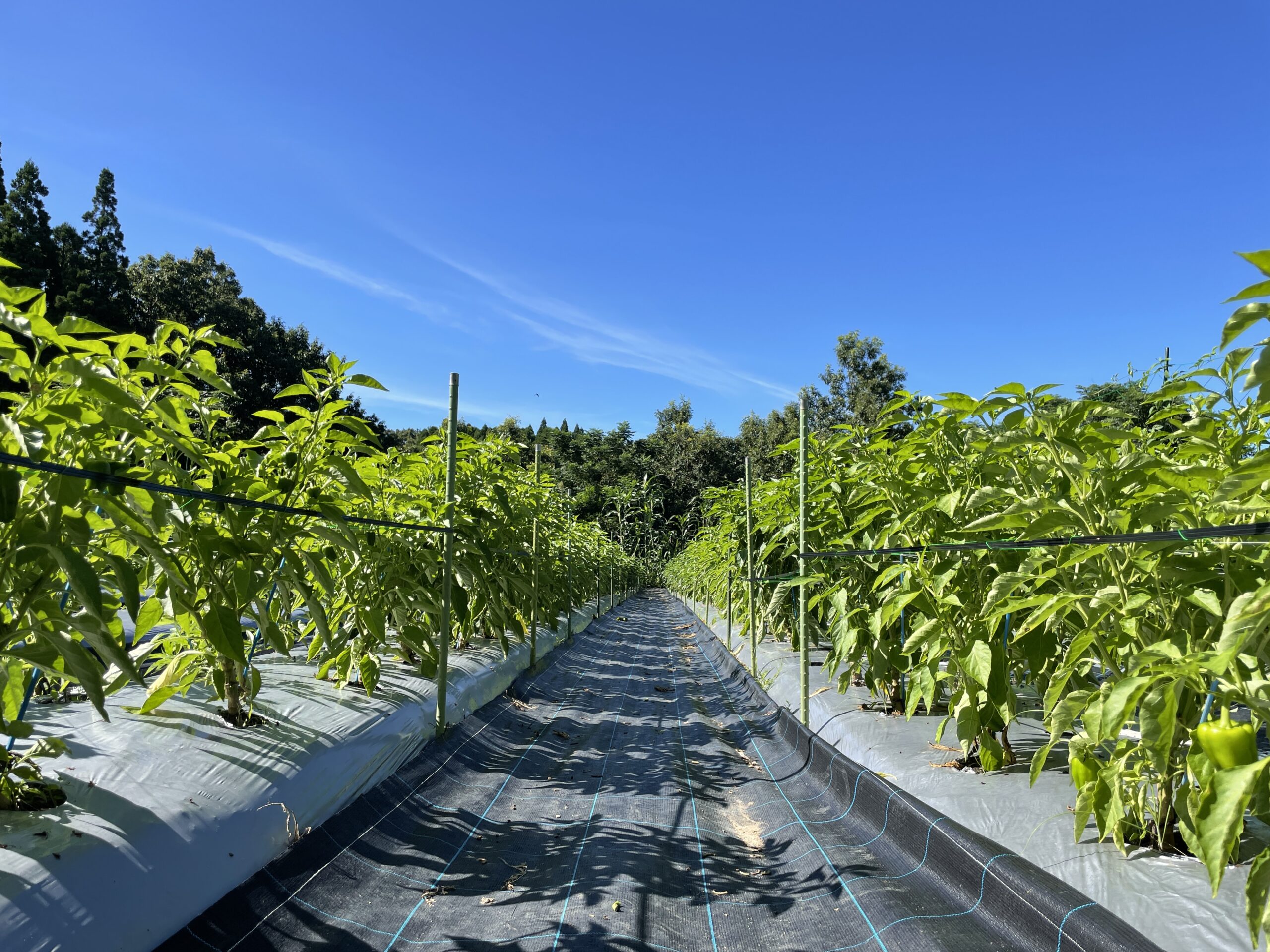 夏野菜で暑さを乗り切ろう！